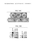 DRG11-RESPONSIVE (DRAGON) GENE FAMILY diagram and image