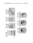 DRG11-RESPONSIVE (DRAGON) GENE FAMILY diagram and image