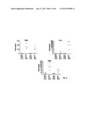 ANTI-MCAM ANTIBODIES AND ASSOCIATED METHODS OF USE diagram and image