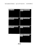 ANTI-MCAM ANTIBODIES AND ASSOCIATED METHODS OF USE diagram and image