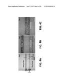 Microfluidic System for Reproducing Functional Units of Tissues and Organs     In Vitro diagram and image