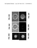 Microfluidic System for Reproducing Functional Units of Tissues and Organs     In Vitro diagram and image