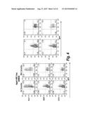 CONDITIONALLY IMMORTALIZED LONG-TERM STEM CELLS AND METHODS OF MAKING AND     USING SUCH CELLS diagram and image