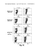 CONDITIONALLY IMMORTALIZED LONG-TERM STEM CELLS AND METHODS OF MAKING AND     USING SUCH CELLS diagram and image