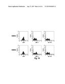 CONDITIONALLY IMMORTALIZED LONG-TERM STEM CELLS AND METHODS OF MAKING AND     USING SUCH CELLS diagram and image