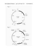 TRANSFORMANT OF SCHIZOSACCHAROMYCES POMBE MUTANT AND CLONING VECTOR diagram and image