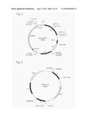 TRANSFORMANT OF SCHIZOSACCHAROMYCES POMBE MUTANT AND CLONING VECTOR diagram and image