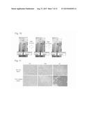 TRANSFORMANT OF SCHIZOSACCHAROMYCES POMBE MUTANT AND CLONING VECTOR diagram and image