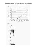 TRANSFORMANT OF SCHIZOSACCHAROMYCES POMBE MUTANT AND CLONING VECTOR diagram and image