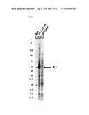 ENZYME ASSOCIATED WITH EQUOL SYNTHESIS diagram and image