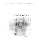 ENZYME ASSOCIATED WITH EQUOL SYNTHESIS diagram and image