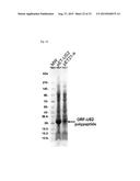 ENZYME ASSOCIATED WITH EQUOL SYNTHESIS diagram and image