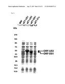 ENZYME ASSOCIATED WITH EQUOL SYNTHESIS diagram and image