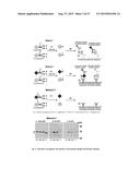 Methods of Detecting Conjugation Site-Specific and Hidden Epitope/Antigen diagram and image