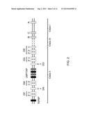 Genetically Modified Major Histocompatibility Complex Animals diagram and image