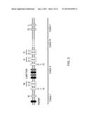 Genetically Modified Major Histocompatibility Complex Animals diagram and image