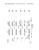 Genetically Modified Major Histocompatibility Complex Animals diagram and image