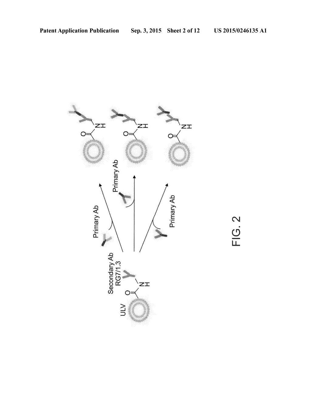 IMMUNOPARTICLES AND METHODS OF GENERATING AND USING SAME - diagram, schematic, and image 03