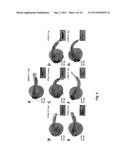 Class of HDAC Inhibitors Expands the Renal Progenitor Cells Population and     Improves the Rate of Recovery from Acute Kidney Injury diagram and image