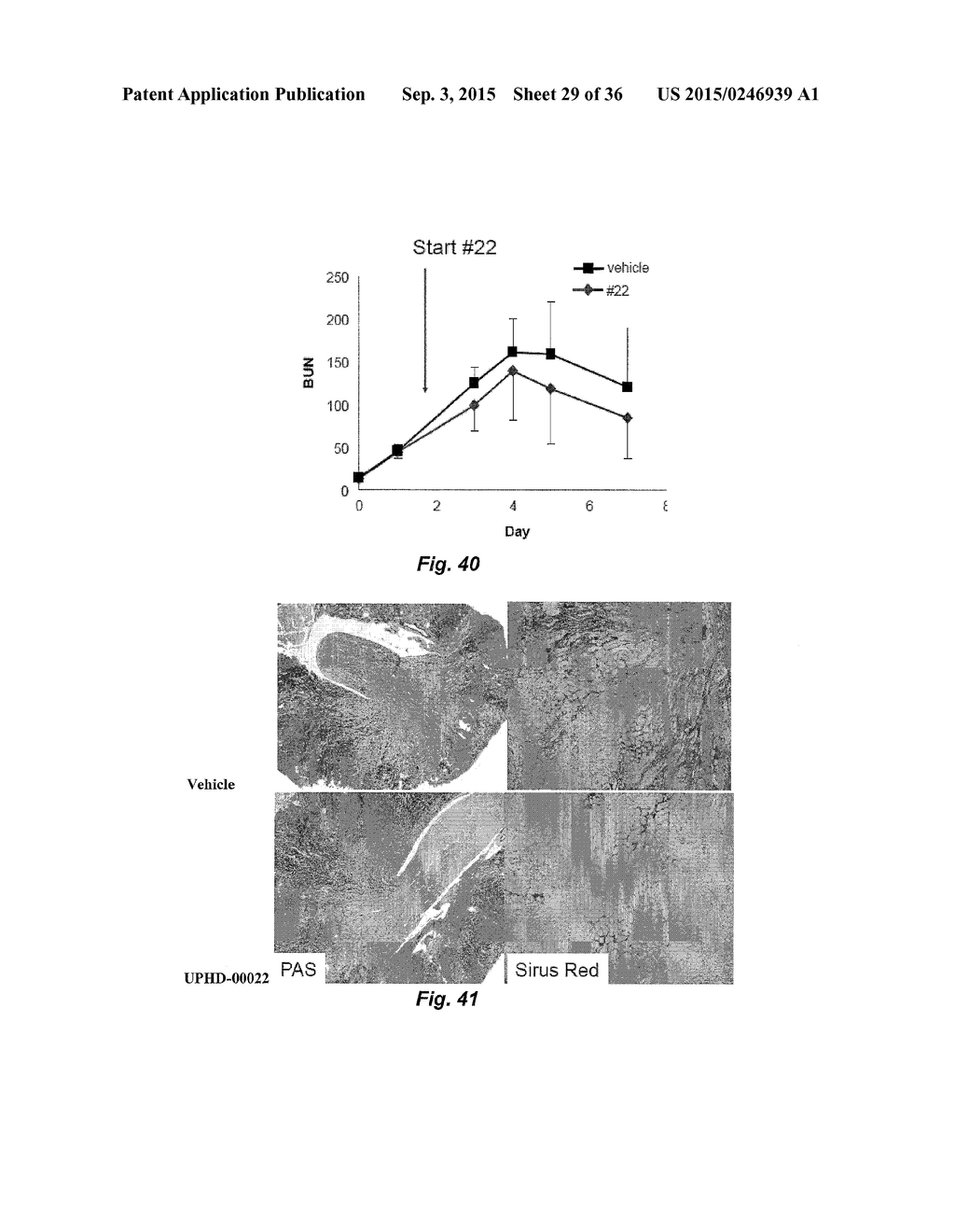 Class of HDAC Inhibitors Expands the Renal Progenitor Cells Population and     Improves the Rate of Recovery from Acute Kidney Injury - diagram, schematic, and image 30