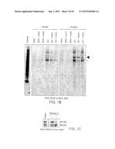 Methods Of Producing A Secreted Protein diagram and image