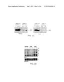 Methods Of Producing A Secreted Protein diagram and image