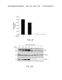 Methods Of Producing A Secreted Protein diagram and image