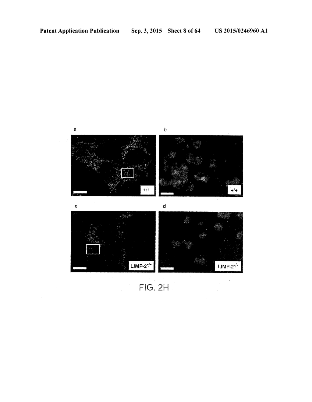 Methods Of Producing A Secreted Protein - diagram, schematic, and image 09