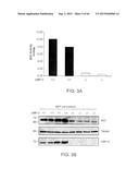 Methods Of Producing A Secreted Protein diagram and image