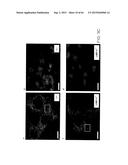 Methods Of Producing A Secreted Protein diagram and image