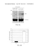 Methods Of Producing A Secreted Protein diagram and image