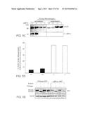 Methods Of Producing A Secreted Protein diagram and image