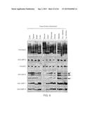 Methods Of Producing A Secreted Protein diagram and image