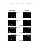 Methods Of Producing A Secreted Protein diagram and image