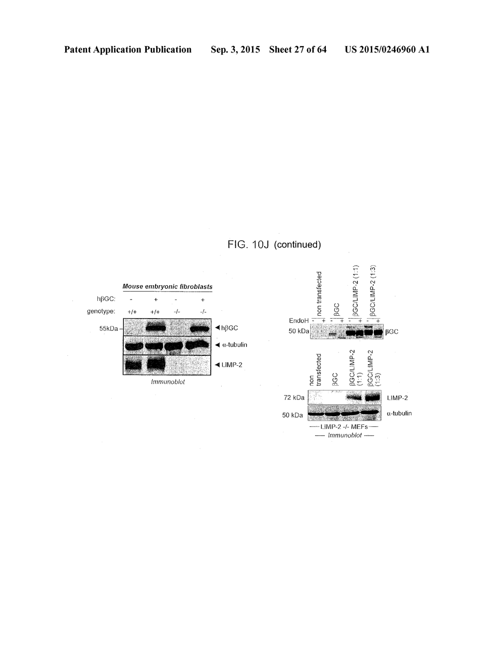 Methods Of Producing A Secreted Protein - diagram, schematic, and image 28