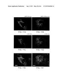 Methods Of Producing A Secreted Protein diagram and image