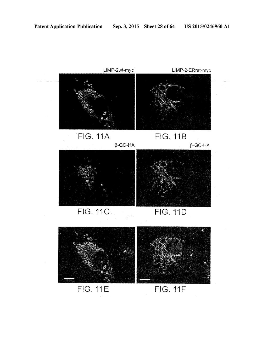 Methods Of Producing A Secreted Protein - diagram, schematic, and image 29