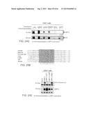 Methods Of Producing A Secreted Protein diagram and image