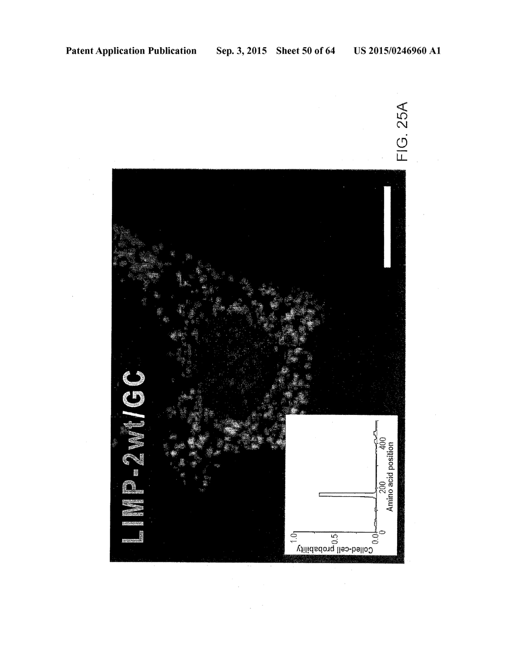 Methods Of Producing A Secreted Protein - diagram, schematic, and image 51