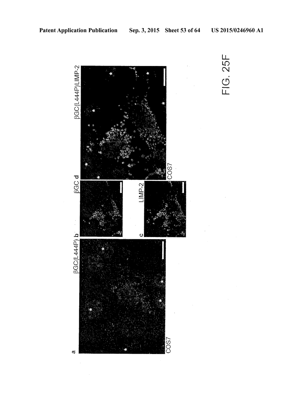 Methods Of Producing A Secreted Protein - diagram, schematic, and image 54