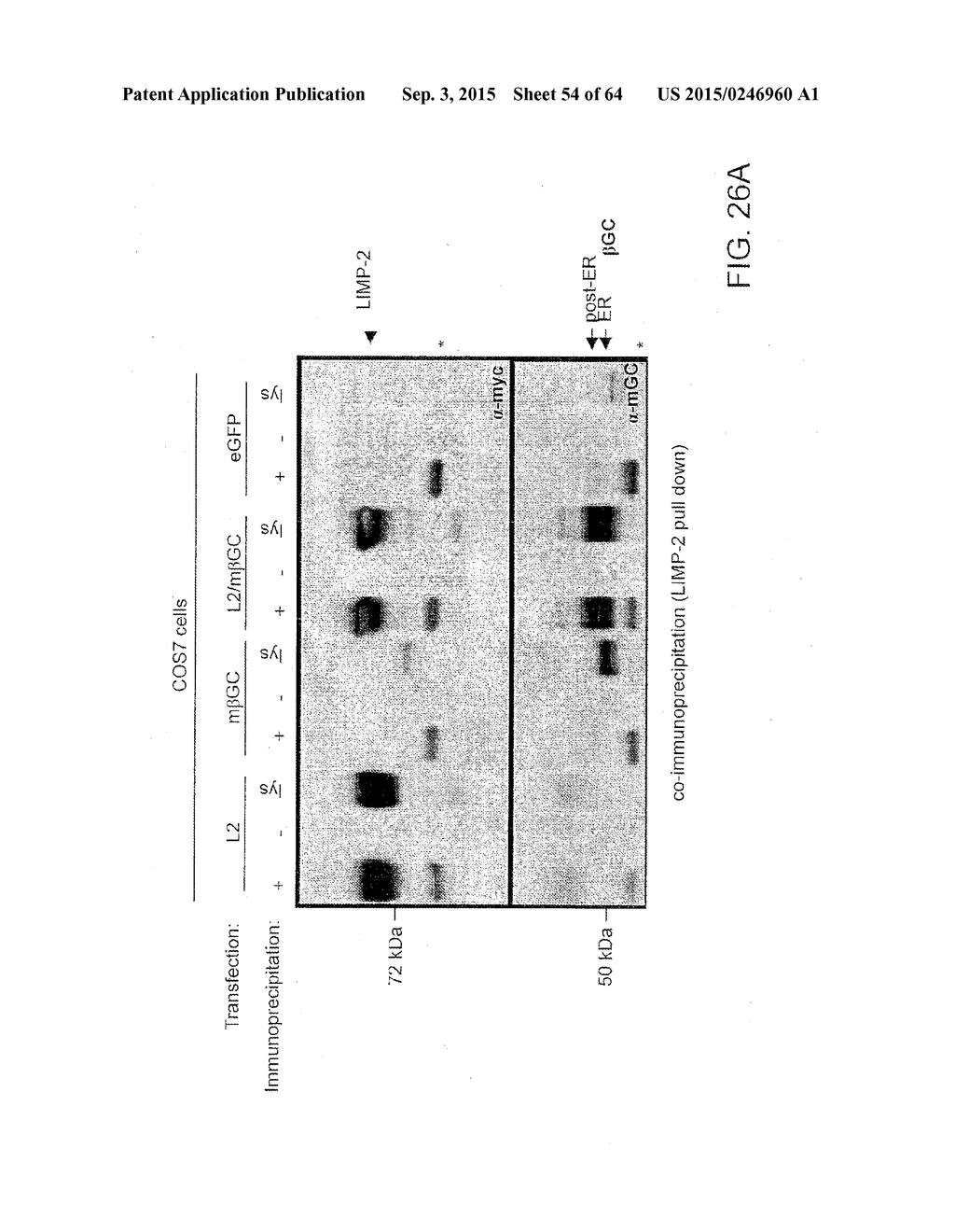 Methods Of Producing A Secreted Protein - diagram, schematic, and image 55