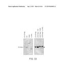 Methods Of Producing A Secreted Protein diagram and image