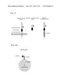 Pharmaceutical Composition Comprising Anti-HB-EGF Antibody as Active     Ingredient diagram and image