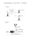 Pharmaceutical Composition Comprising Anti-HB-EGF Antibody as Active     Ingredient diagram and image