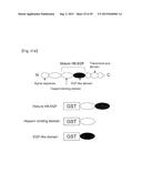 Pharmaceutical Composition Comprising Anti-HB-EGF Antibody as Active     Ingredient diagram and image