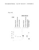 Pharmaceutical Composition Comprising Anti-HB-EGF Antibody as Active     Ingredient diagram and image