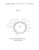 Recombinant DNA Constructs and Methods for Modulating Expression of a     Target Gene diagram and image