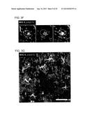 Multilayer Compositions, Coated Devices And Use Thereof diagram and image