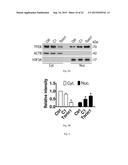 MTOR-independent activator of TFEB for autophagy enhancement and uses     thereof diagram and image