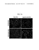 NANOCOMPOSITES FOR IMAGING AND DRUG DELIVERY diagram and image